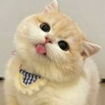 Aiyisi Aiyisi Profile Picture